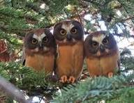 The Northern Saw-Whet Owl 3/24 @ 7pm 