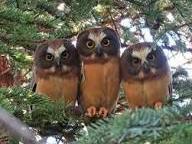 The Northern Saw-Whet Owl 3/24 @ 7pm 
